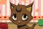 Chatons craquants Chatons craquants
