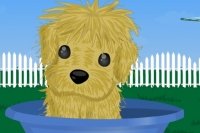 Chiot cherche Maître Chiot cherche Maître