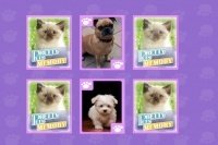 Match animaux de compagnie Match animaux de compagnie